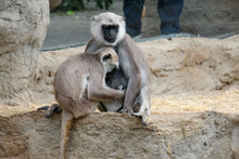 Lade das Bild in den Galerie-Viewer, Basisworkshop in einem der schönsten Zoos