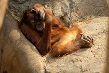 Lade das Bild in den Galerie-Viewer, Basisworkshop in einem der schönsten Zoos