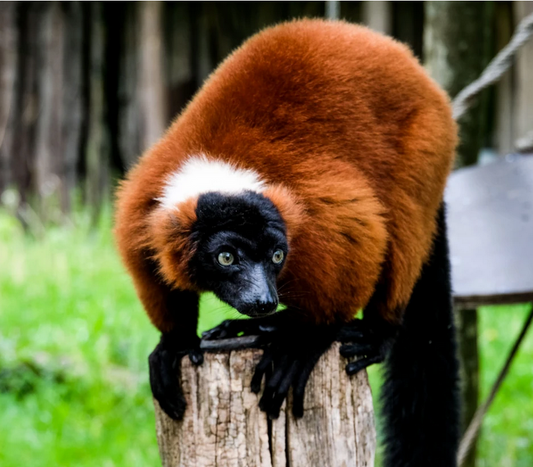 Basiskurs im Zoo. Tierisch einfach die Basics lernen.
