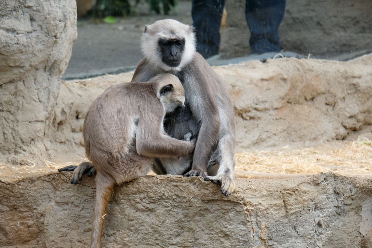 Basisworkshop in einem der schönsten Zoos