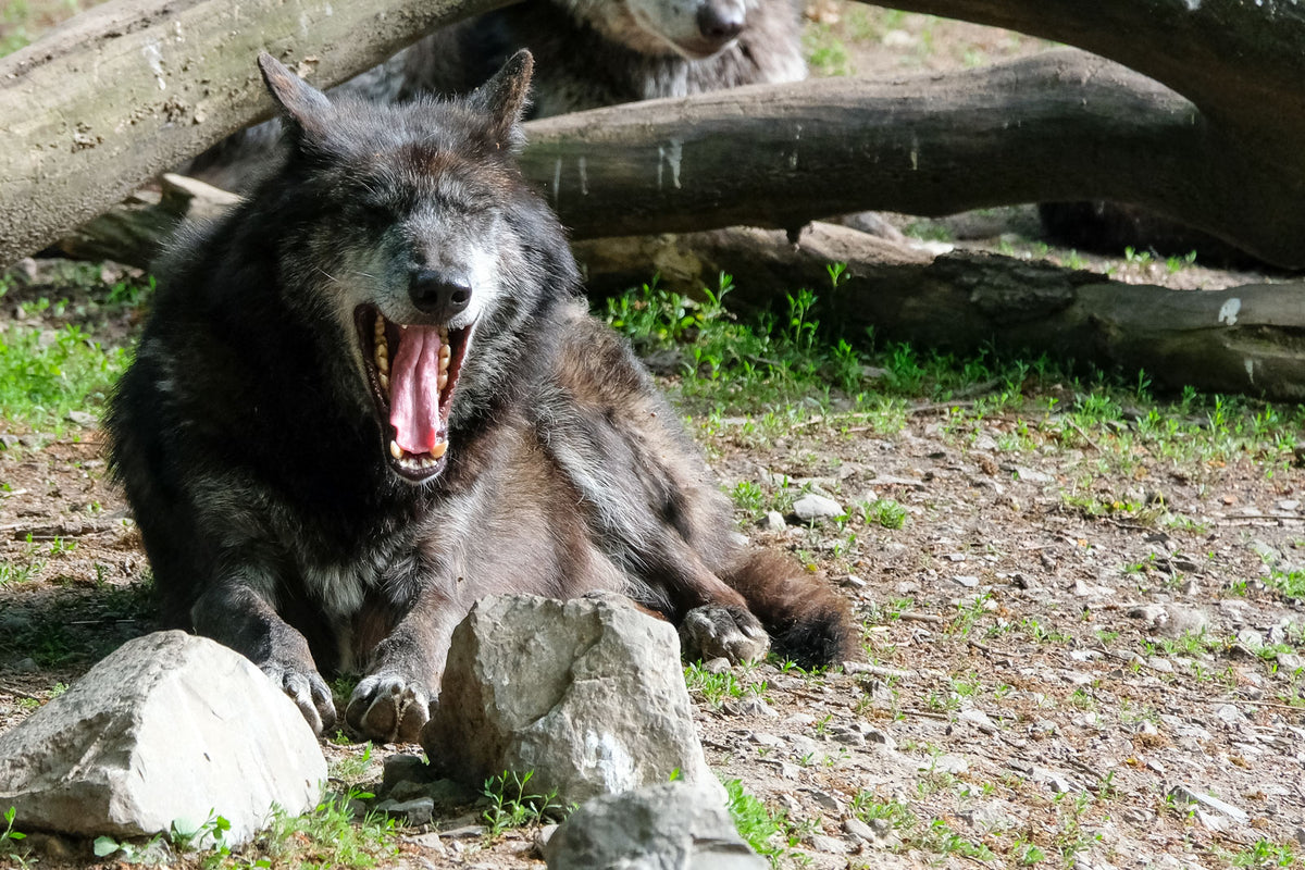 Basisworkshop in einem der schönsten Zoos